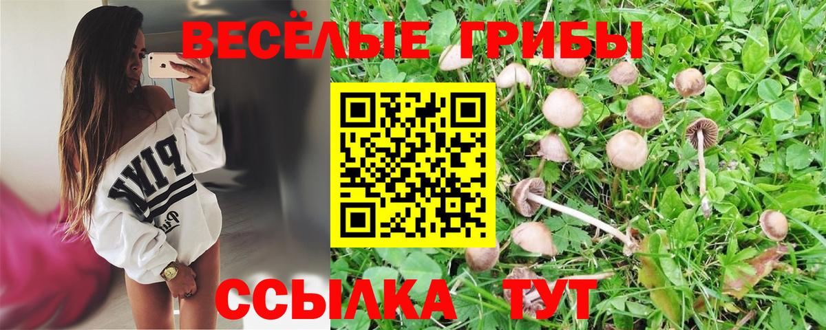 Галлюциногенные грибы Psilocybe Горно-Алтайск